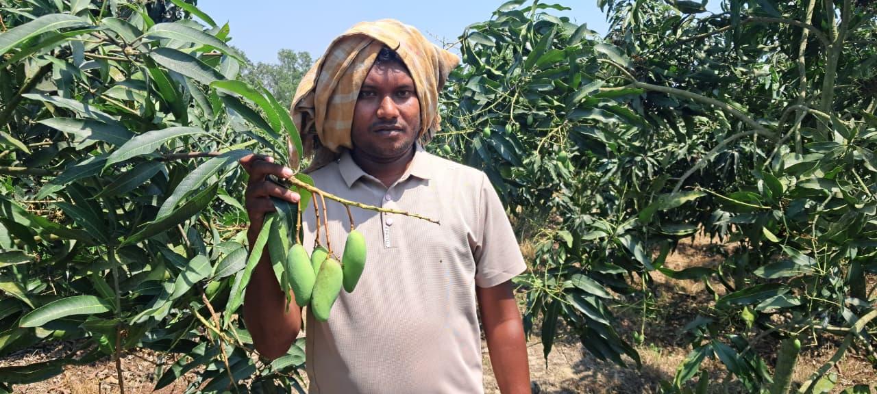 চাঁপাইনবাবগঞ্জের ‘ব্যানানা ম্যাঙ্গো’ বছরে দুবার ফলন ও রপ্তানির স্বপ্নে বিভোর পলাশ