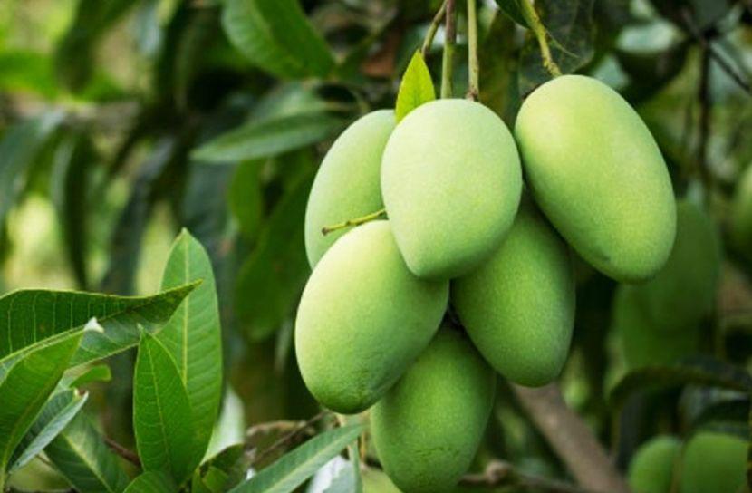 শীতের শুরুতেই টেকনাফে কাঁচা আমের আগমন দাম চড়া, বাজারে উৎসবের আমেজ।